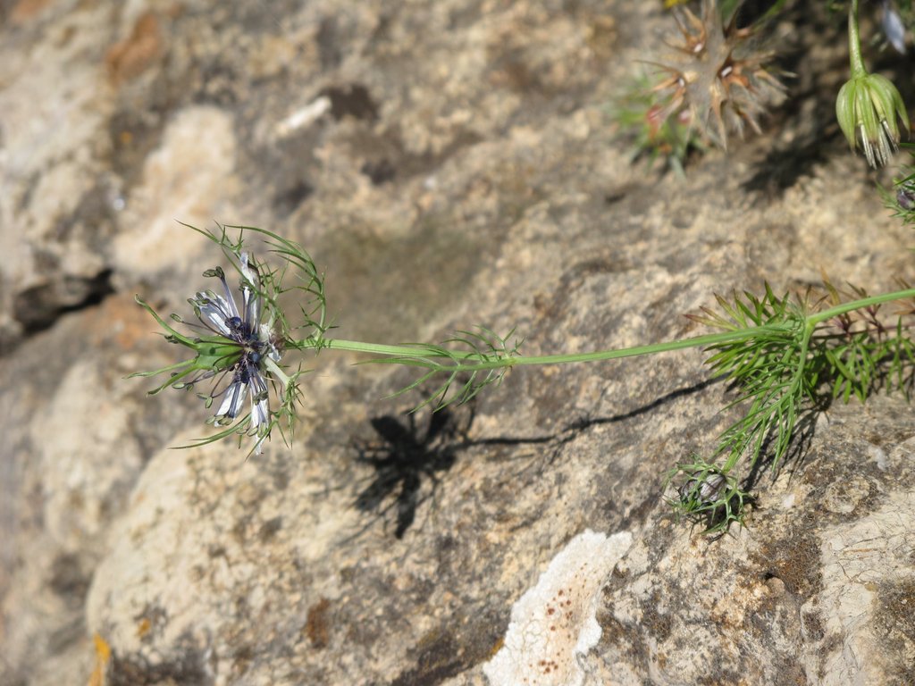 Nigella damascena